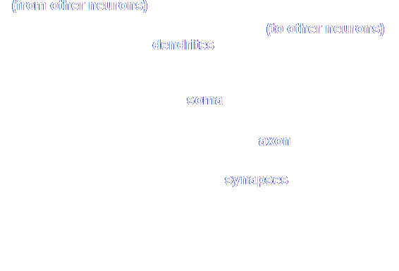 Basic neuron structure